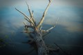 arbre dans leau leger